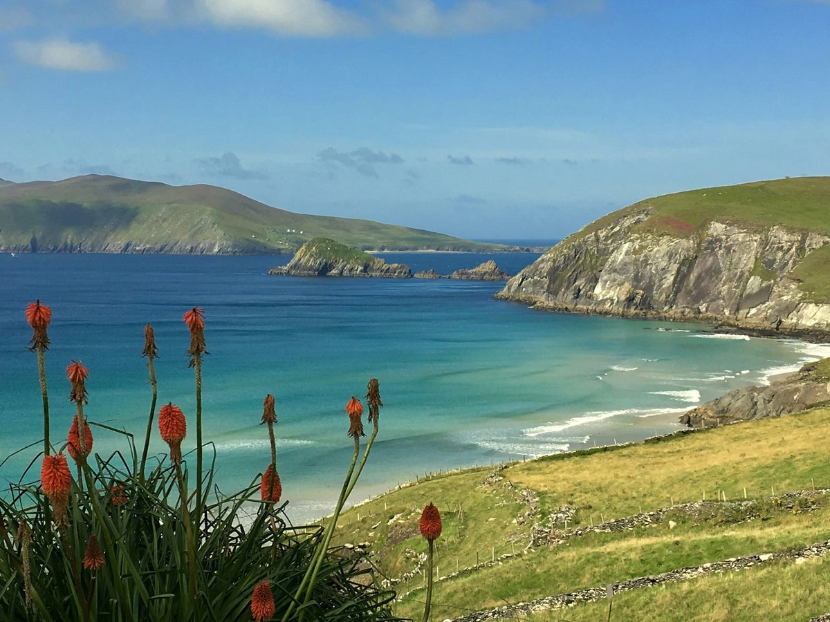Red flowers above a sandy cove at Dunquin, on the Dingle Peninsula
